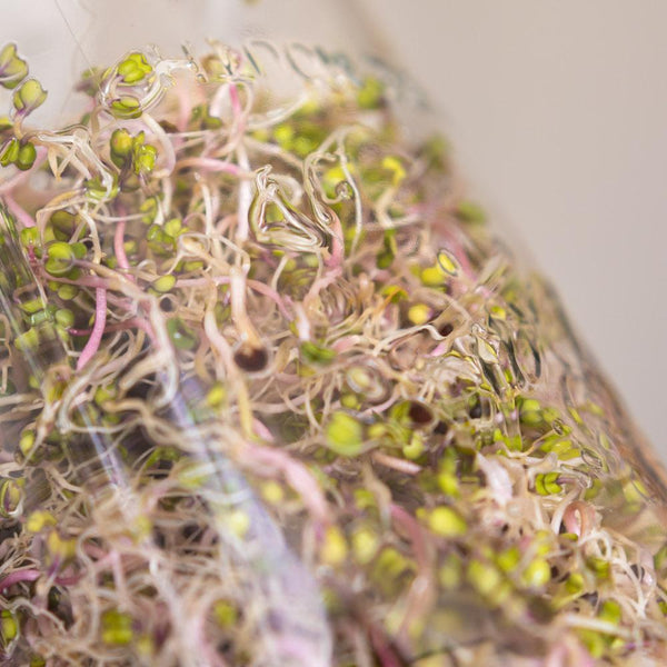 Shop Micro Greens Kits, Trays & Sprouting Jars - gathera UK