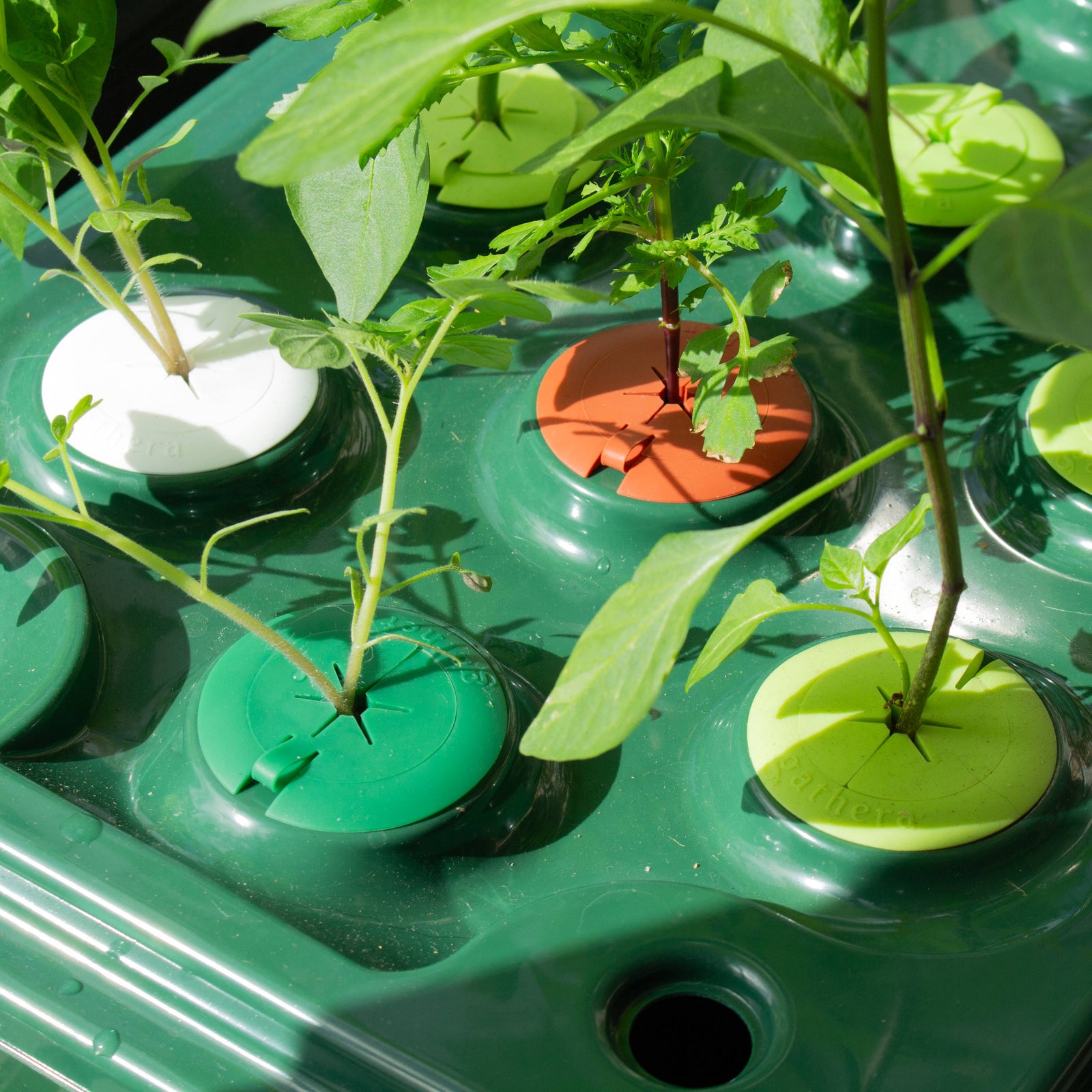 algaeguard-hydroponic-netcups-with-plant-roots