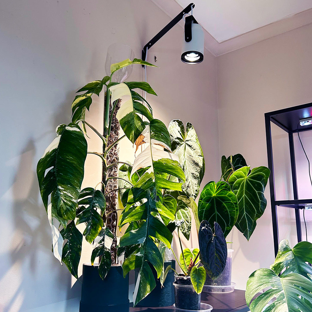 Sun_Bulb_Customer_Setup_1