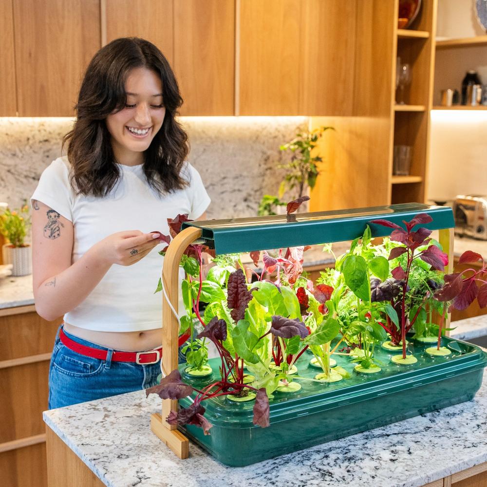 hydroponic herb planter Sun Garden | Indoor Hydroponic Herb Garden with LED Lights