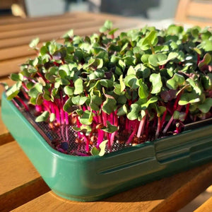 sprouthouse_on_wooden_table_with_red_radish_growing