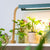 sun patch full spectrum grow light close up image showing diodes