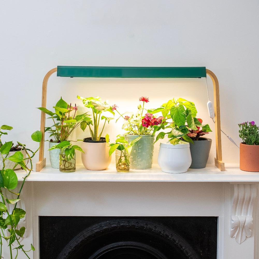 sun patch full spectrum grow light growing indoor plants