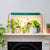 sun patch full spectrum grow light growing indoor plants