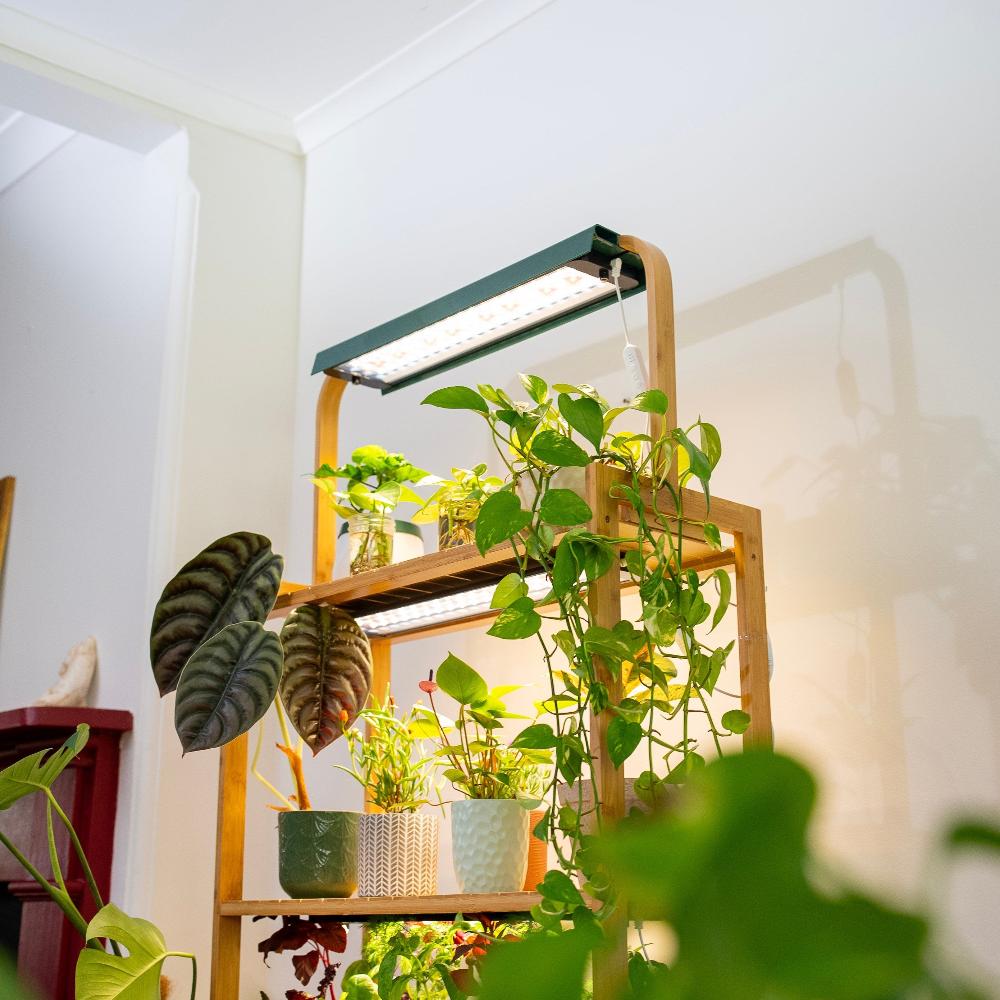 sun patch full spectrum grow light on top of plant shelf with grow lights