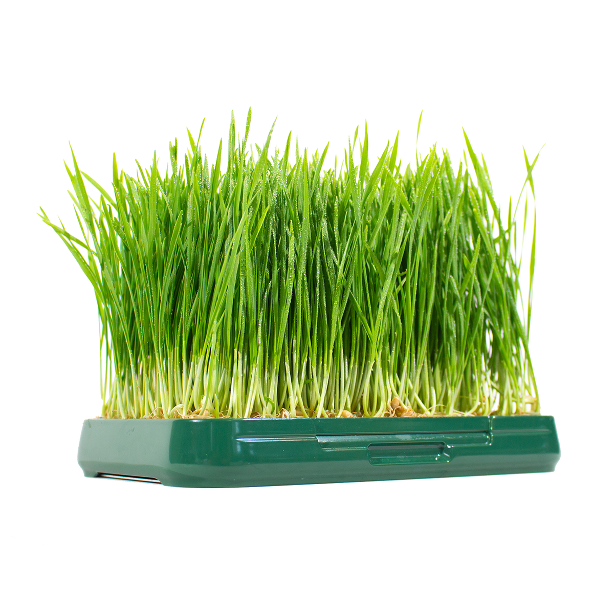 Sprouthouse | Microgreen kit with reusable steel mesh